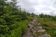 Ein Weg verläuft neben einem Wald