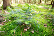 Eine kleine Tanne im Wald